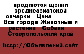 продаются щенки среднеазиатской овчарки › Цена ­ 30 000 - Все города Животные и растения » Собаки   . Ставропольский край